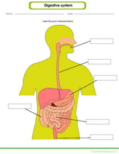 digestive system diagram worksheet.